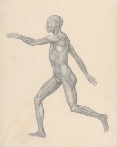 Esposizione anatomica comparativa della struttura del corpo umano con quella di una tigre e di un co... da George Stubbs